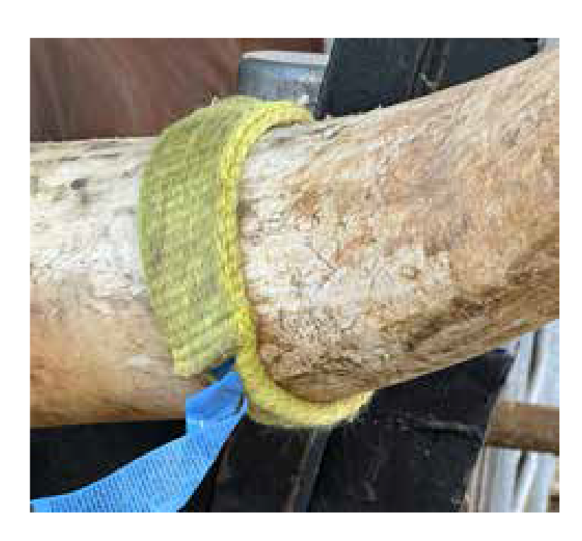 Strap around Ankole horn base