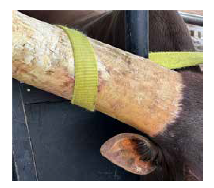 Measuring strap on horn
