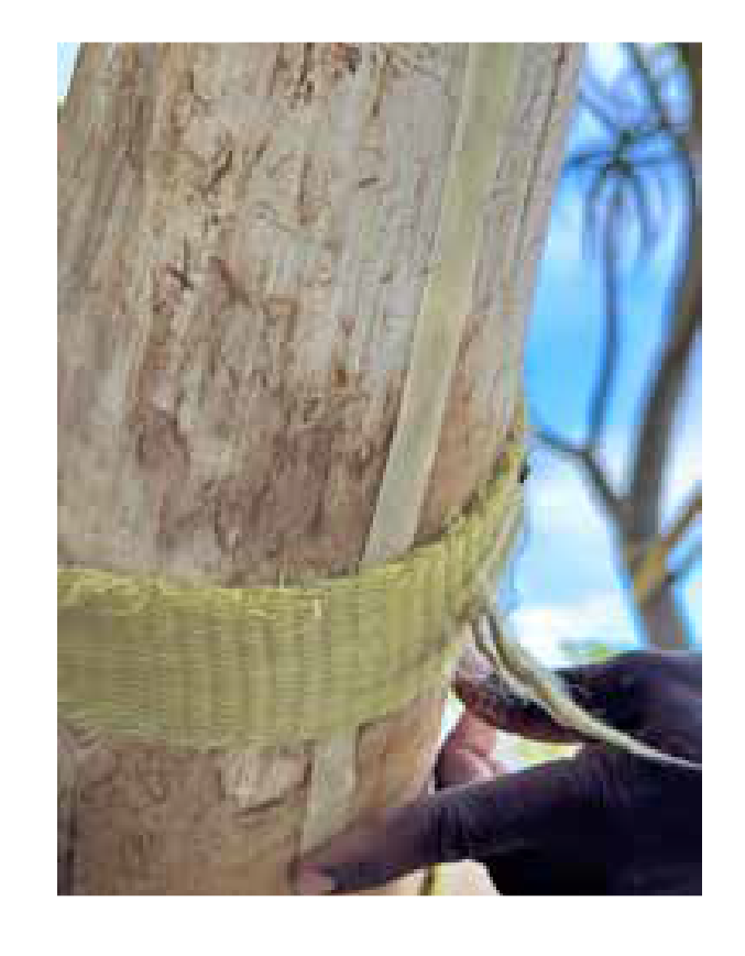 Line wrapped around horn base