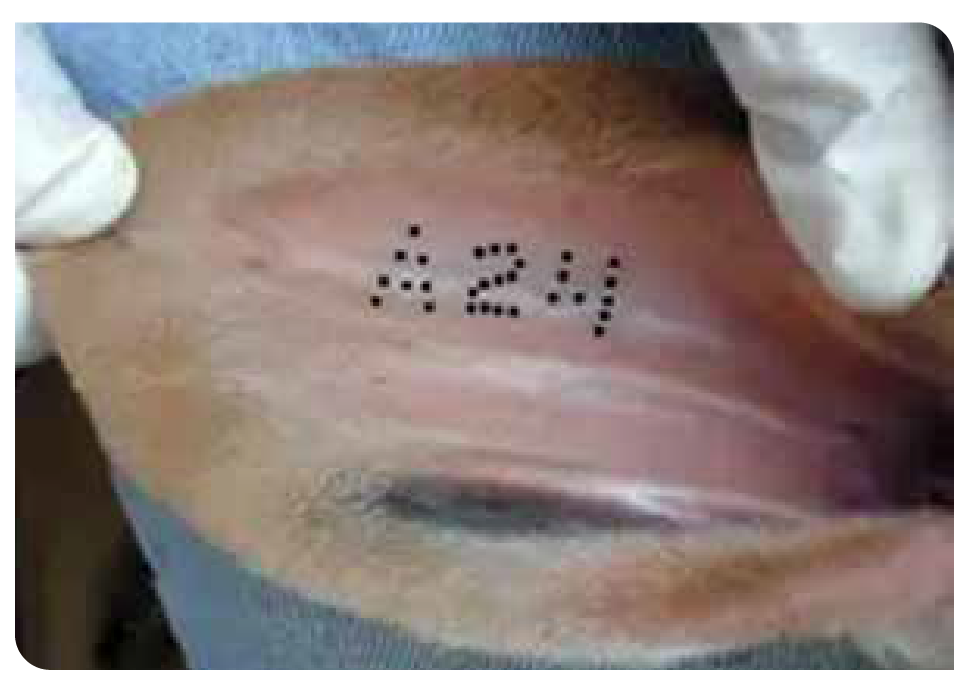 Ear tattoo reading A24 inside an Ankole calf's ear