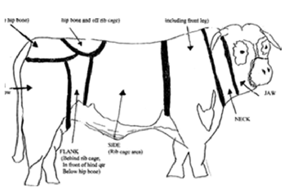 Diagram showing approved branding positions on the body of cattle