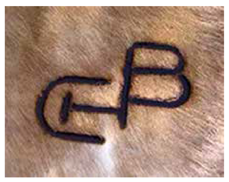 Completed hot iron brand on an Ankole hide
