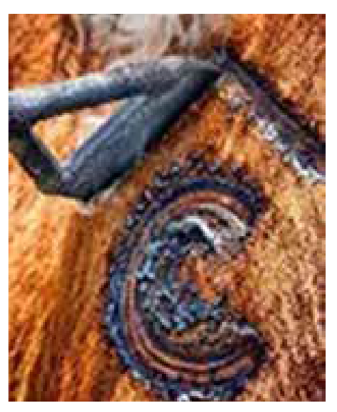 Hot iron branding being applied, showing a clear mark