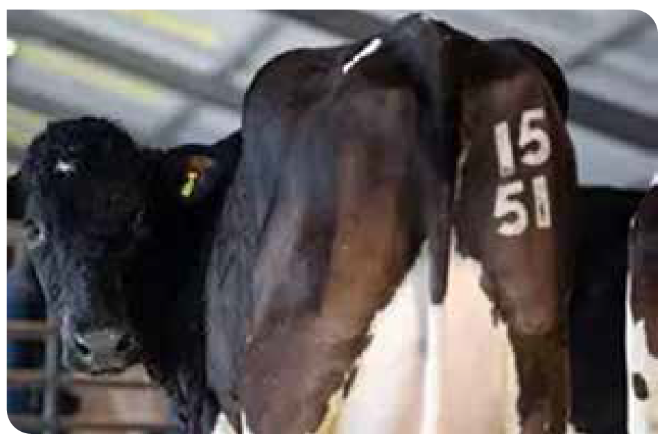 Freeze brand numbers 15 and 51 on dark cattle