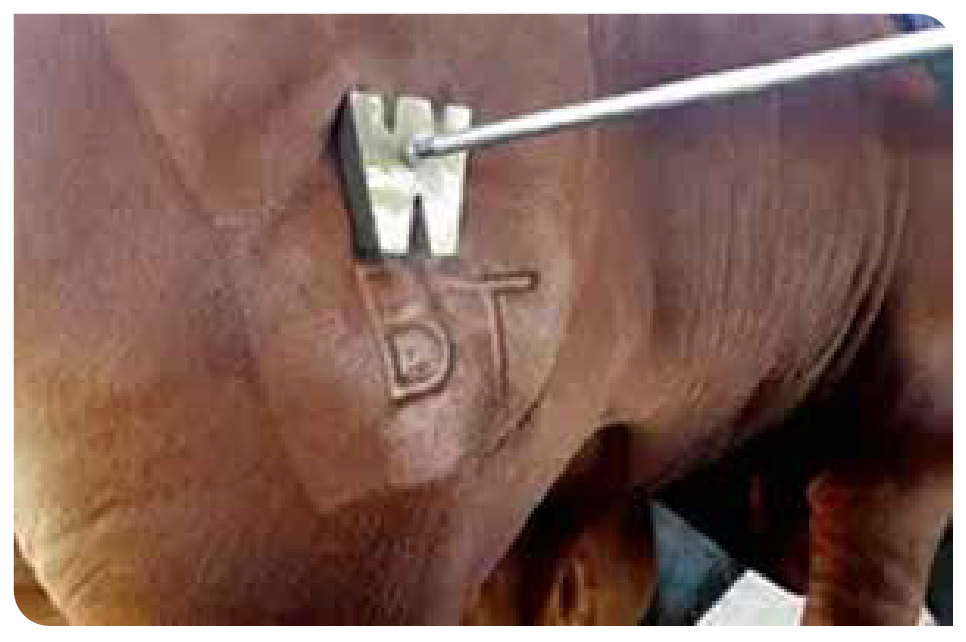 Hot iron branding being applied to an Ankole animal in a crush