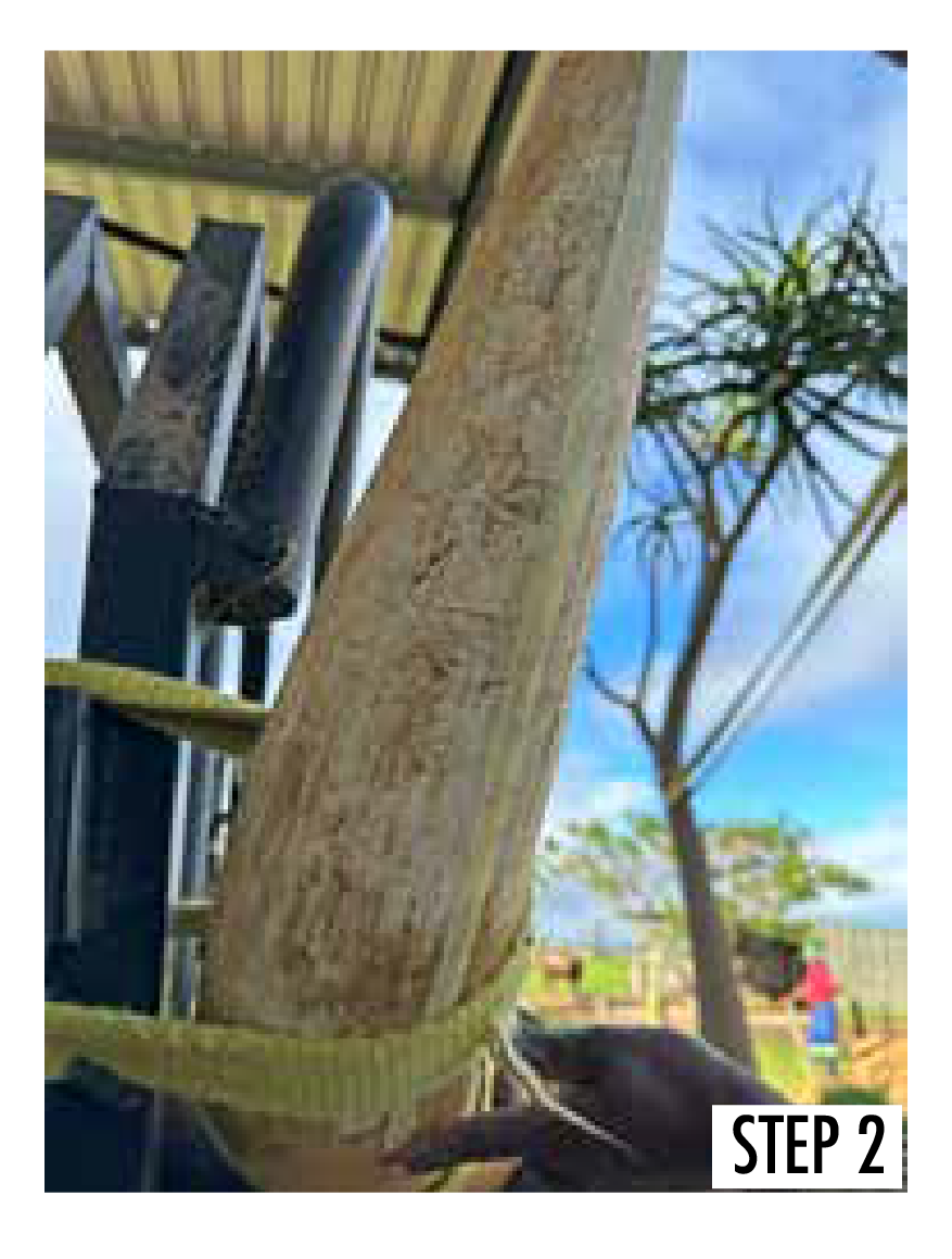 Ankole horn secured in crush with straps