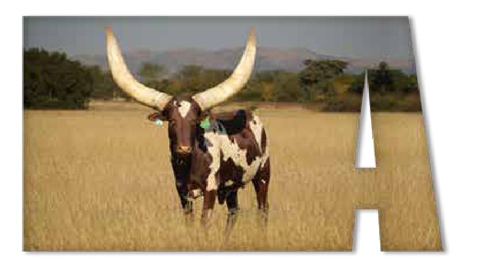 Ankole cow Akira with a spotted hide in dry grass