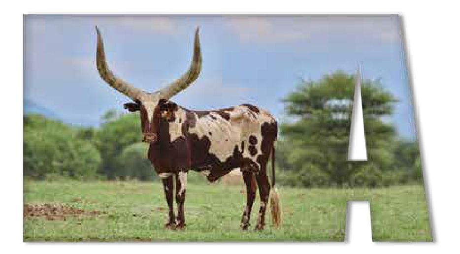 Ankole cow Ashanti with a spotted coat and long horns