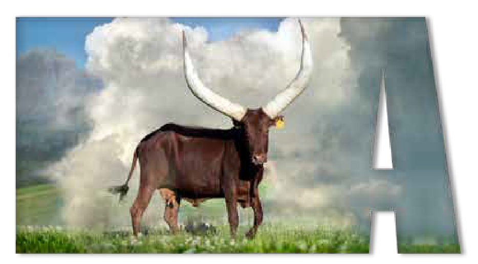 Ankole cow Aura with long horns against a cloudy sky