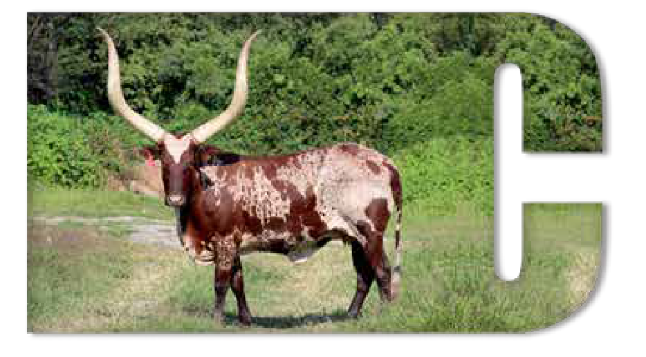 Ankole cow Cleopatra with a red-and-white spotted hide