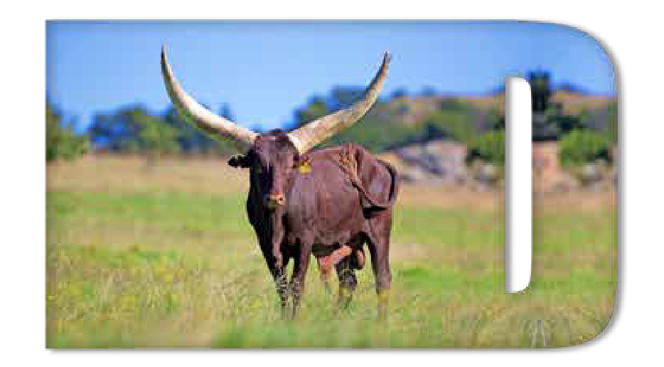 Ankole bull Dyambo with tall horns in a grassy field