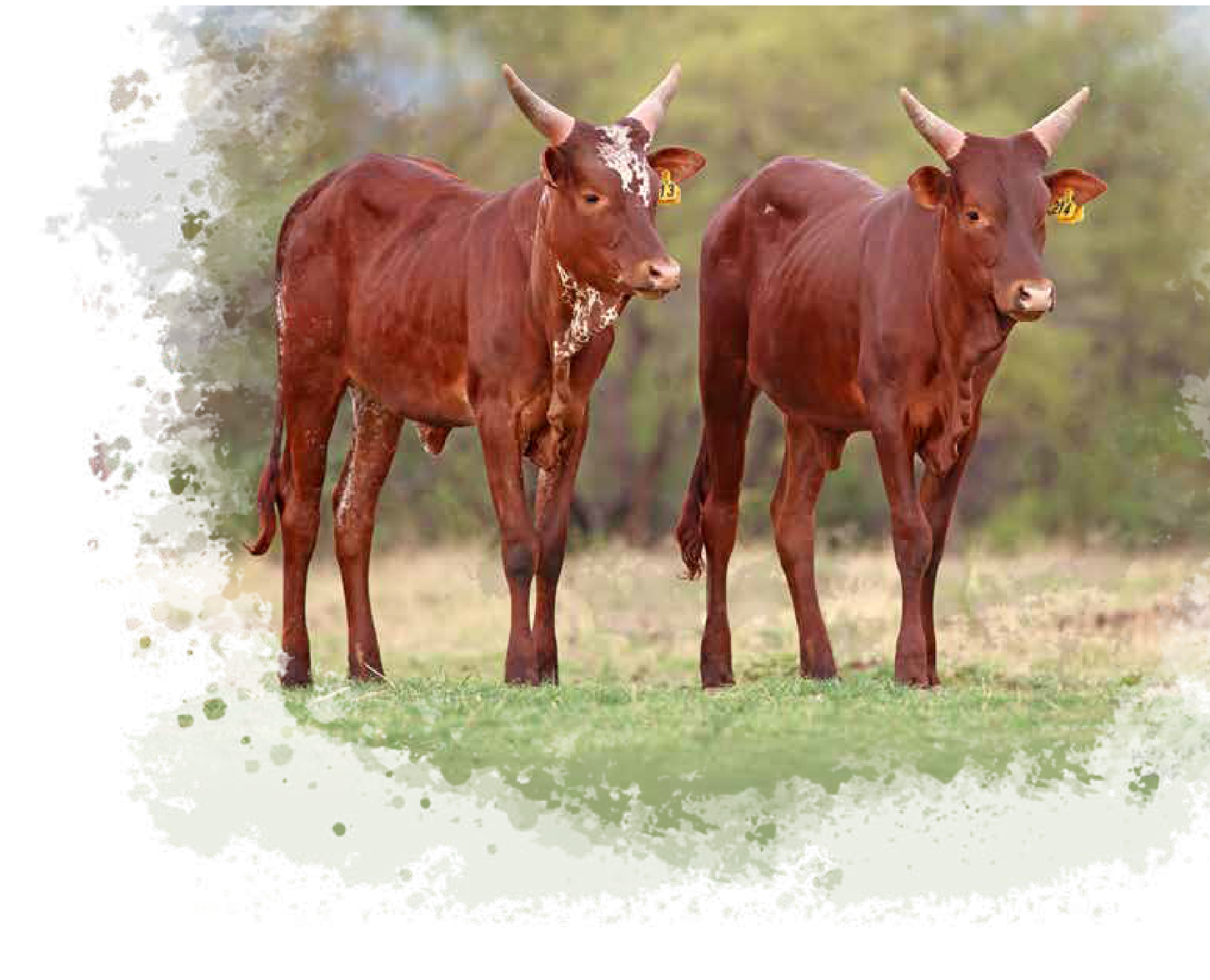 Two red Ankole embryo calves standing in a paddock