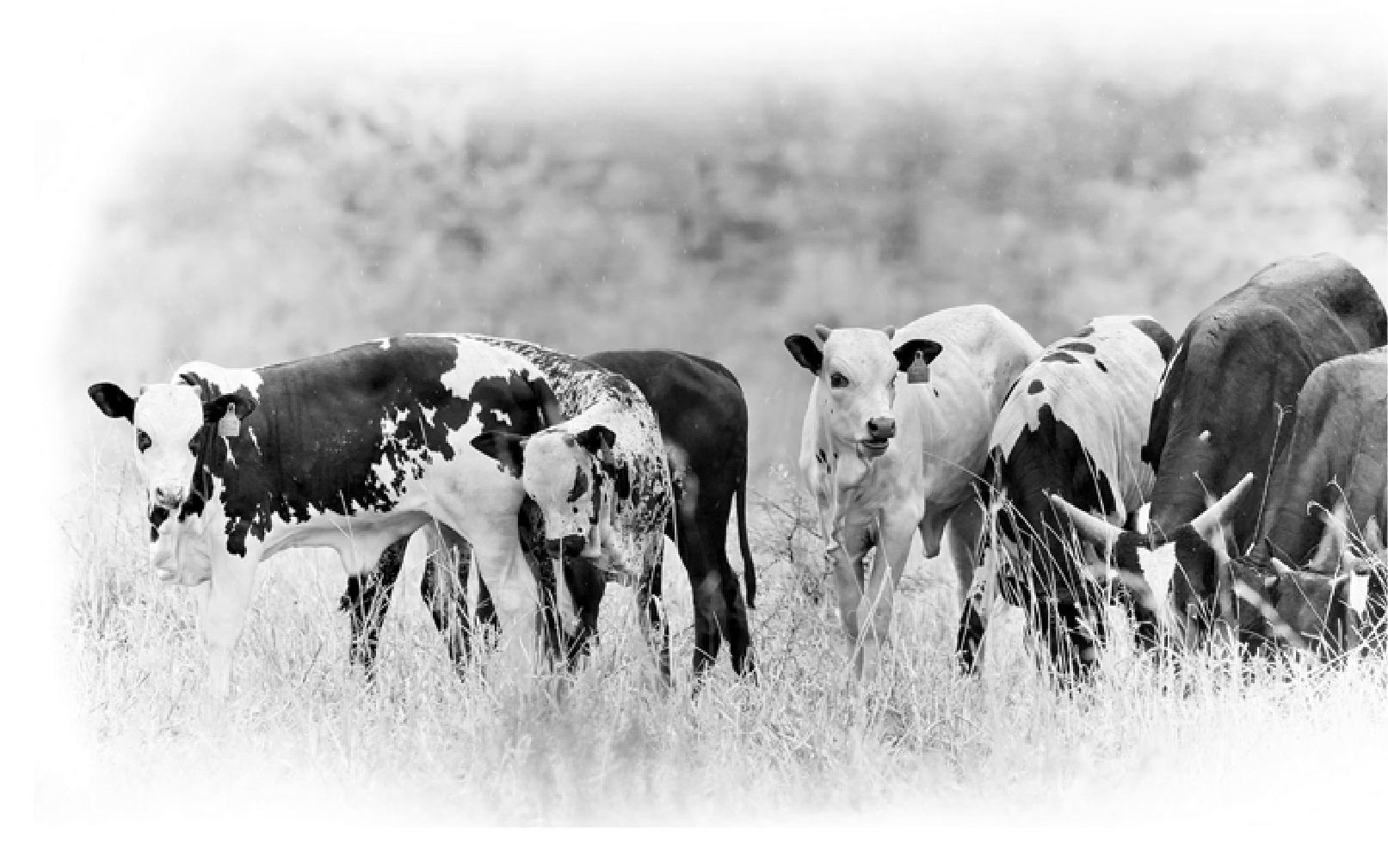 Ankole recipient cows and young calves grazing in a field