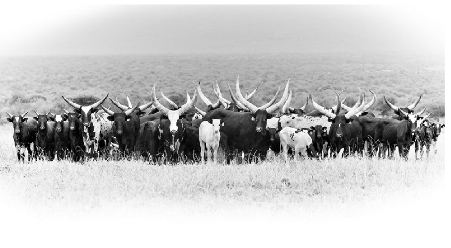 Herd of Ankole cows and calves with long horns facing the camera