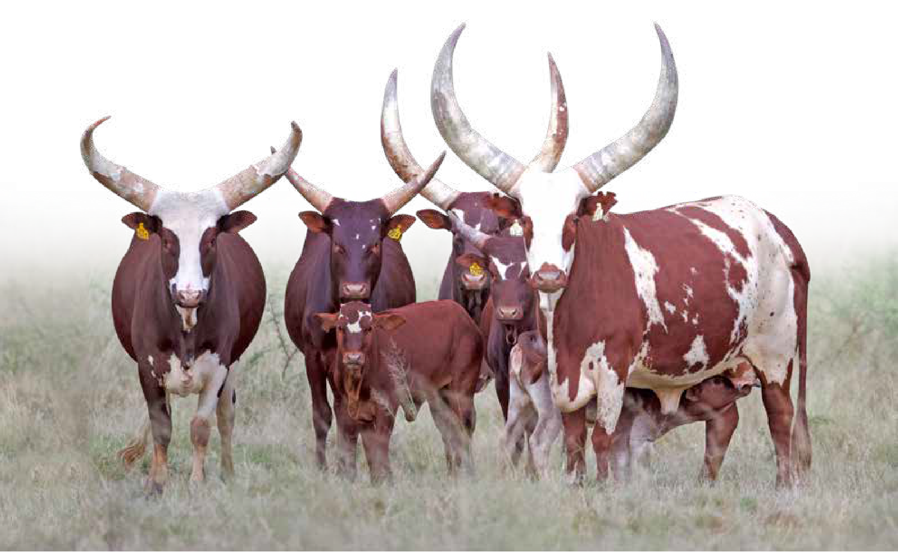Panoramic view of a large Ankole herd standing in grassland