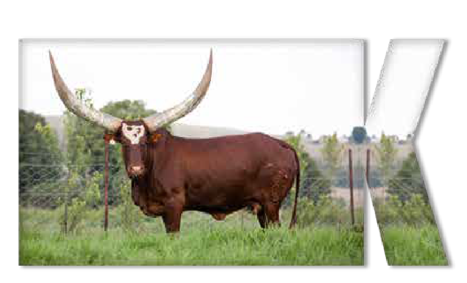 Ankole cow Kyasha standing in a green paddock