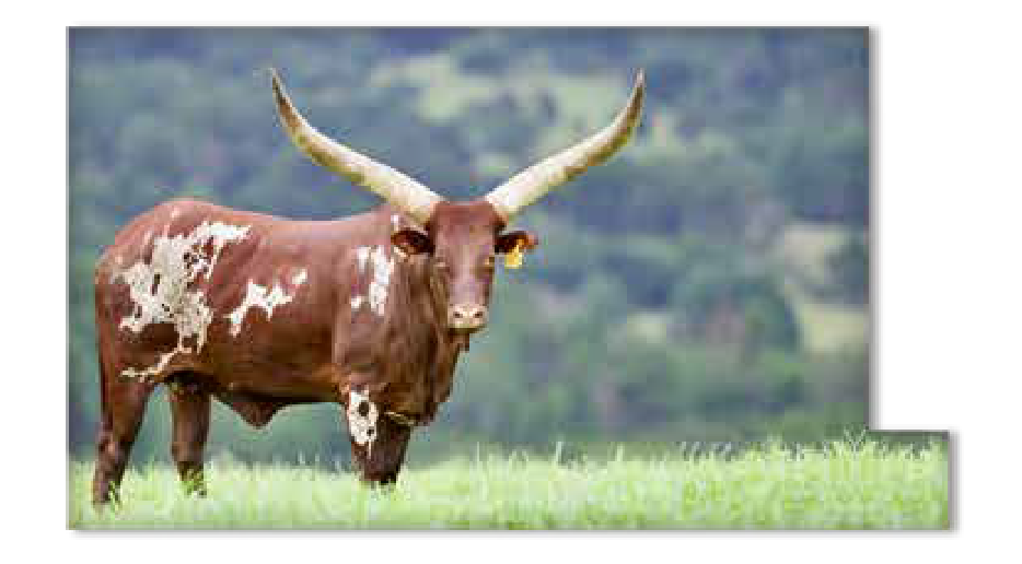 Ankole cow Lindi with a spotted coat in a green field