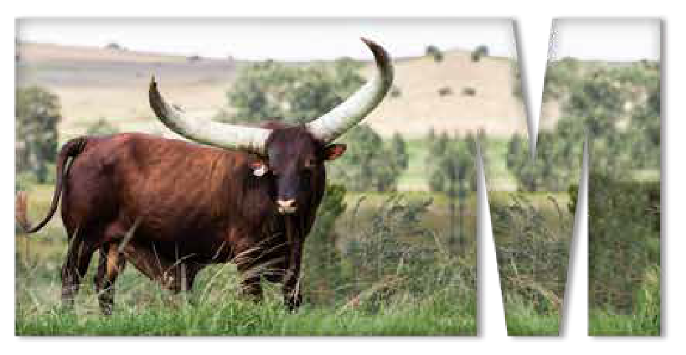 Ankole bull Maximus grazing on a green hillside