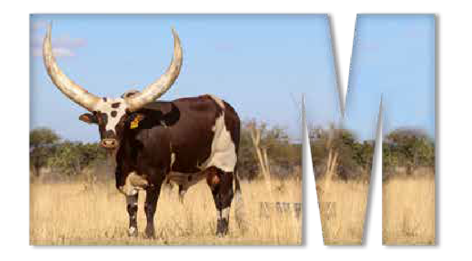 Ankole bull Mr President with long horns and a spotted hide