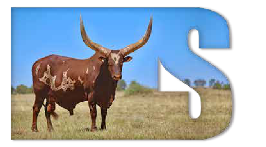 Ankole bull Sebastiaan with heavy horns in dry grassland