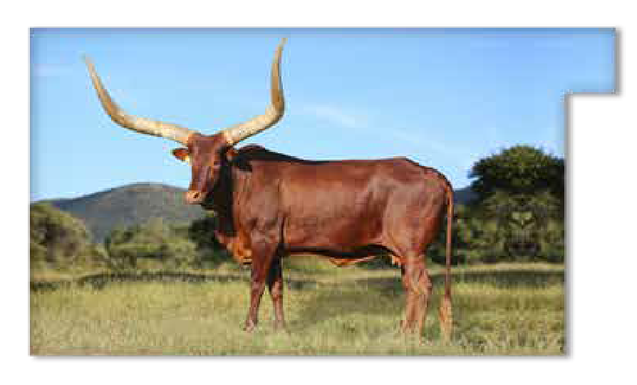 Ankole cow Texas with wide lyre-shaped horns