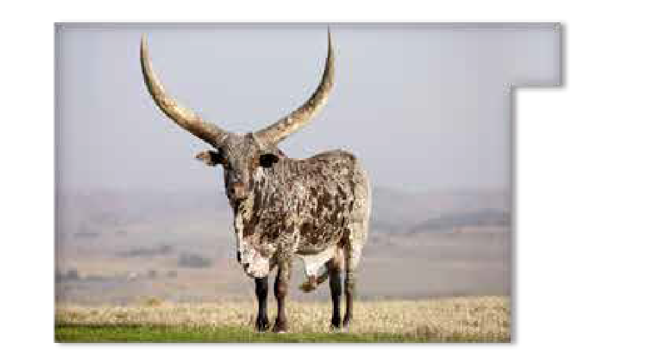 Ankole bull Tshinakaho with a speckled coat on a hilltop